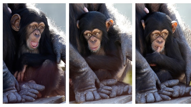 A baby chimp shows a variety of expressions